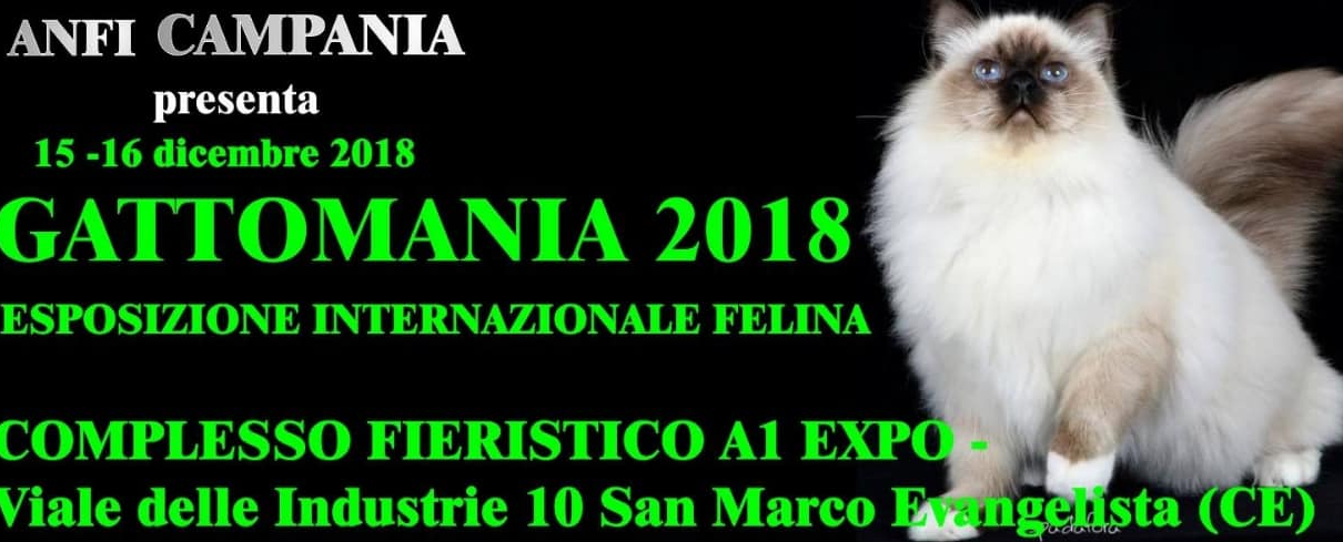 expo felina napoli 2018 gattomania