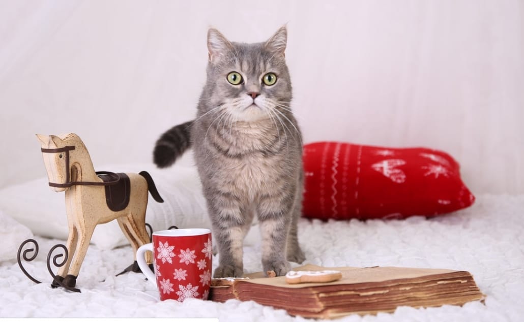 GBlife Pet Cuccia a Casa Letto Pieghevole Cuccia con Cuscino per Cani Gatti Lettino per Animali 1# 