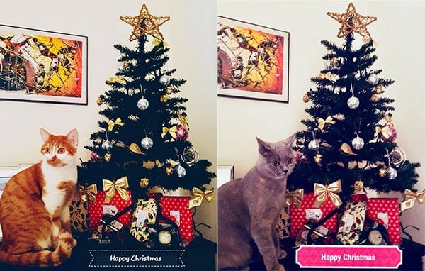 Foto Di Gatti Di Natale.Albero Di Natale A Prova Di Gatto Ecco Come Metterlo In Salvo Miciogatto It