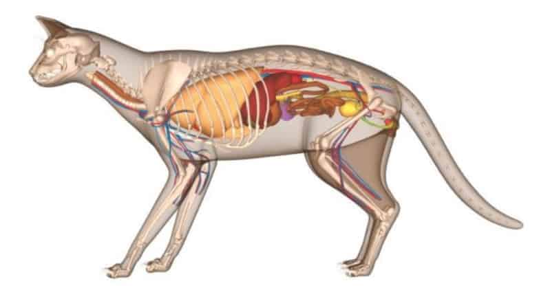 anatomia del gatto