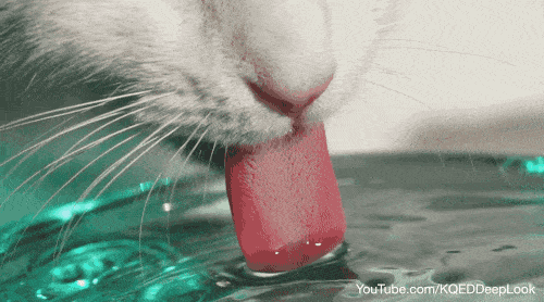 i gatti bevono con la lingua