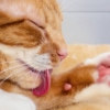 cuscinetti gatto zampine