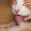 lingua di gatto ruvida rasposa