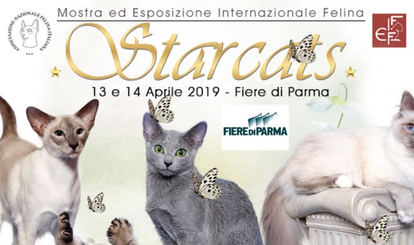 Esposizione felina Anfi di Parma 2019