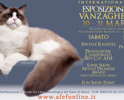 Esposizione felina Vanzaghello 2019 AFEF