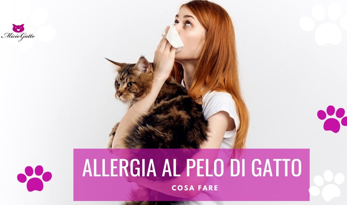 L'allergia al pelo del gatto: come si manifesta, sintomi e rimedi 