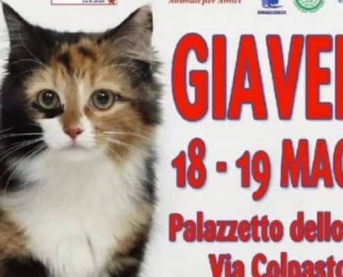 Esposizione Internazionale Felina AFI di Giaveno (TO) 2019