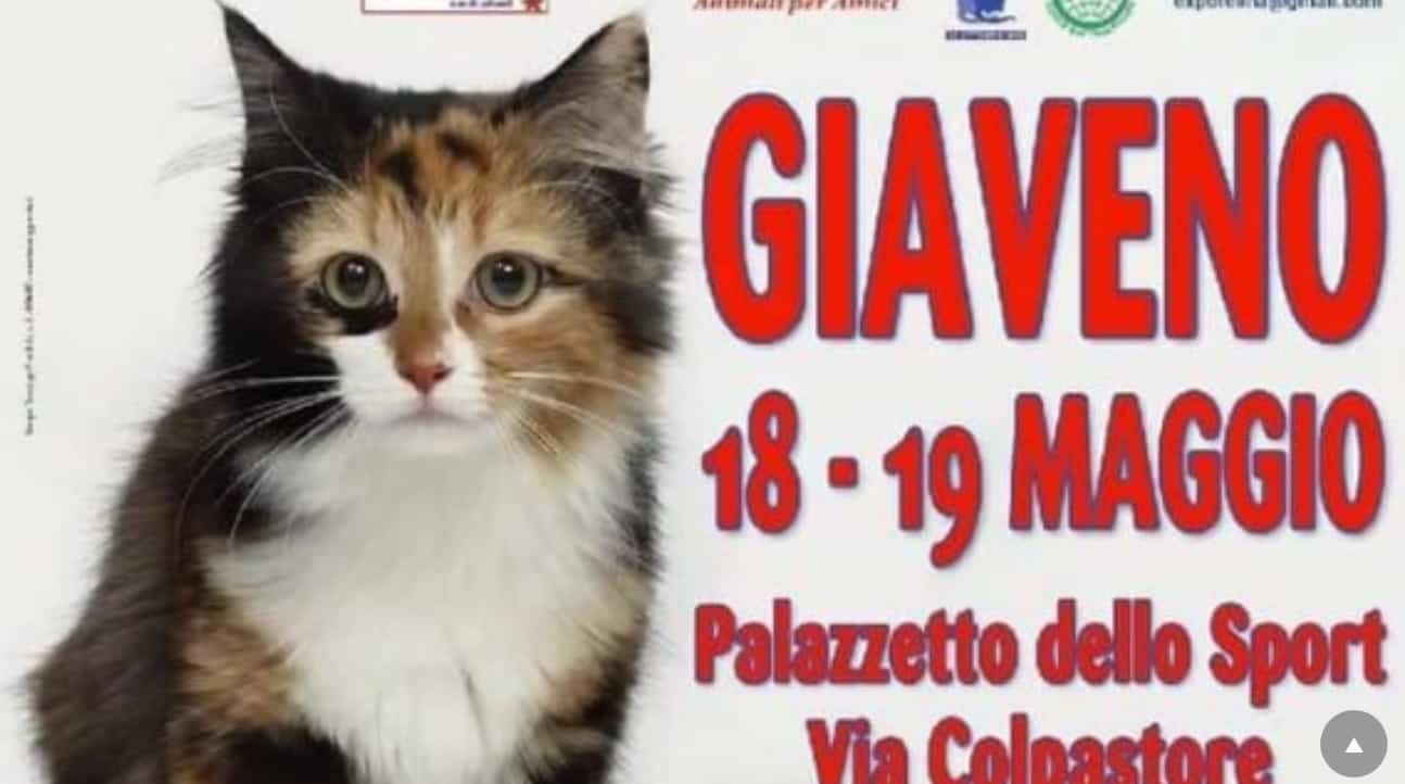 Esposizione Internazionale Felina AFI di Giaveno (TO) 2019