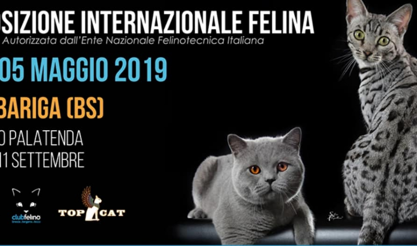 esposizione felina barbariga brescia 2019