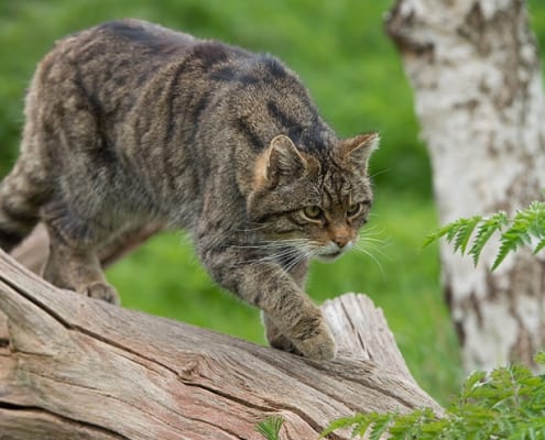 gatto selvatico felis silvestris foto immagini
