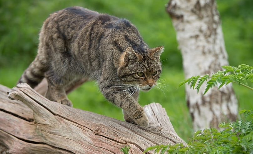 gatto selvatico felis silvestris foto immagini