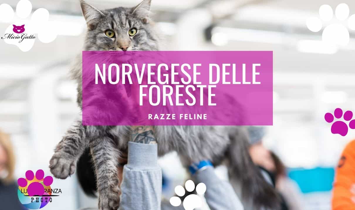 gatto norvegese delle foreste gatto delle foreste norvegesi