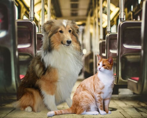 Gatti e cani in treno norme su Trenitalia e Italo