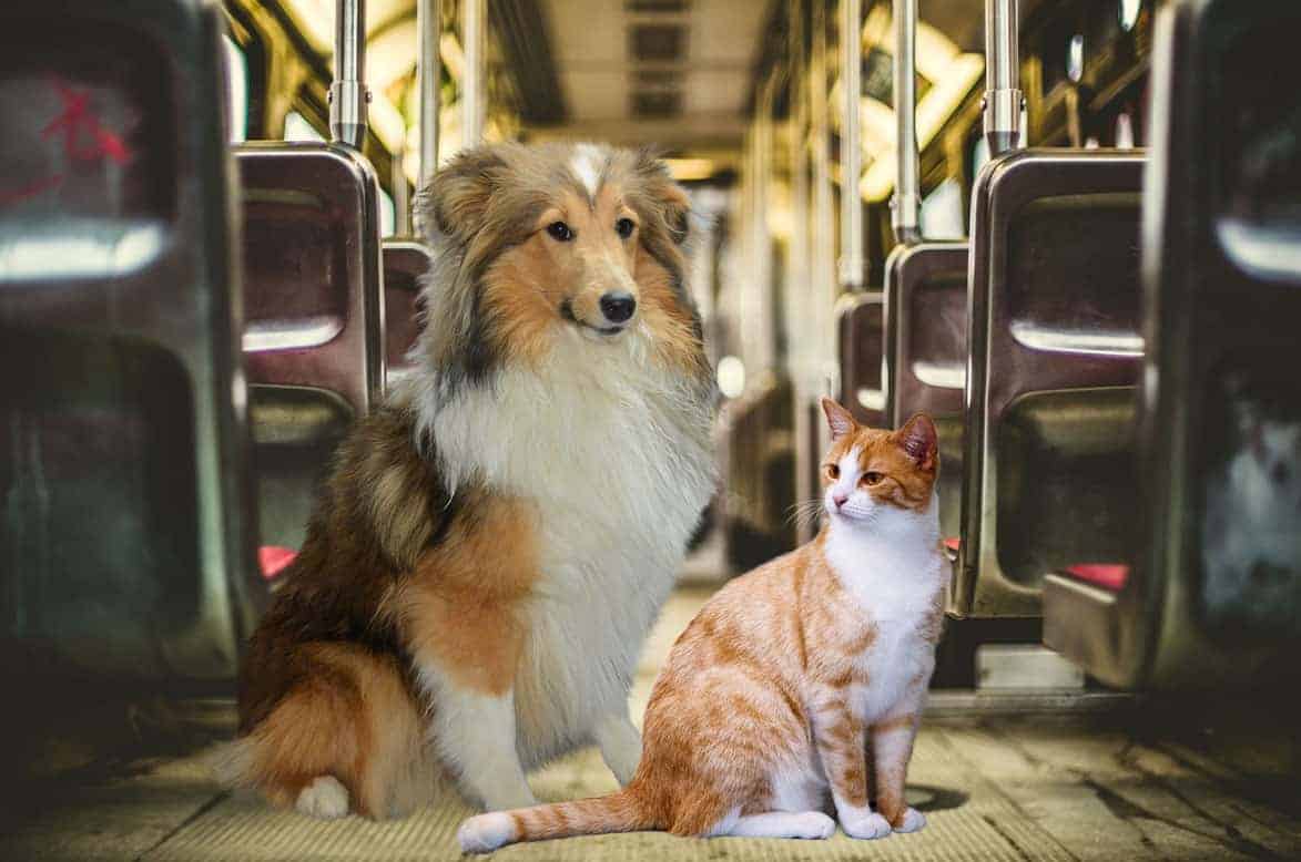Viaggiare con cani e gatti in treno: norme su Trenitalia e Italo - MicioGatto.it
