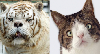 Gatto Down e tigre down: chiarezza sugli animali con la sindrome di Down