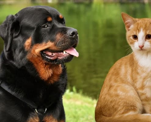 Rottweiler e gatti come gestire la convivenza