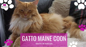 Il Gatto Maine Coon | Caratteristiche, prezzo, carattere e foto