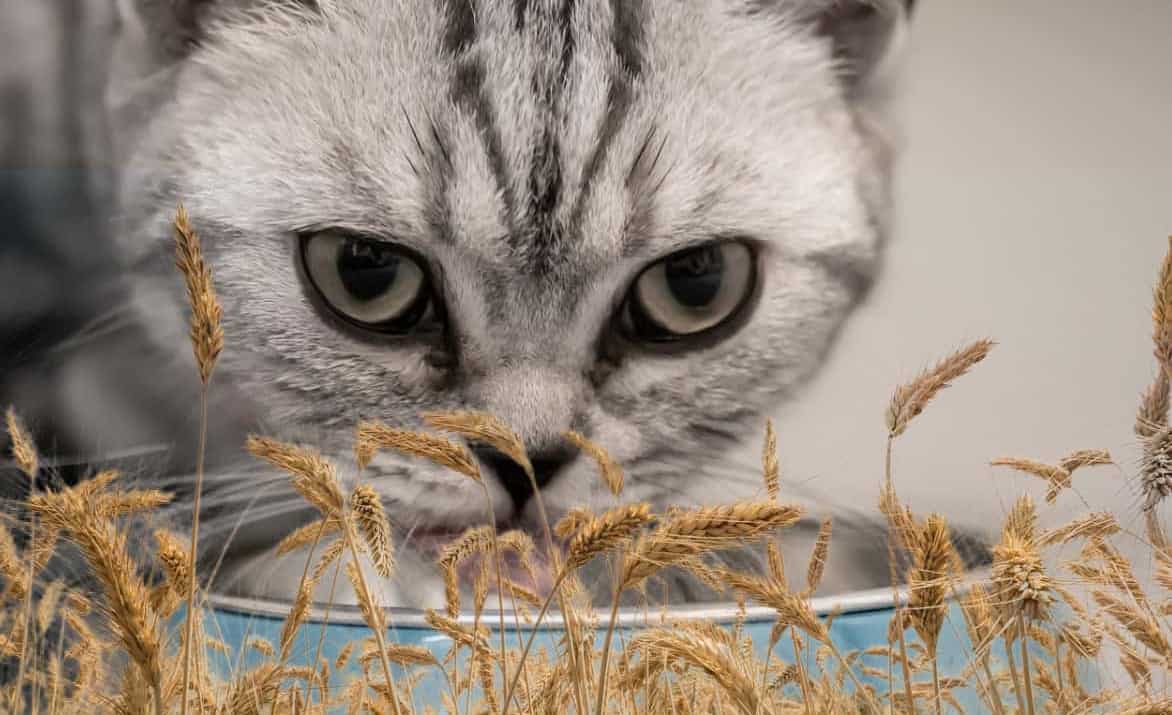 Grain free tutta la verità sul cibo per gatti senza cereali
