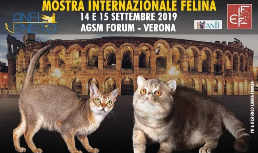 expo felina anfi verona 2019