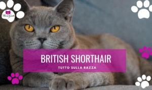 gatto british shorthair
