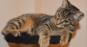 Pulciosetto: il gatto senza coda che conquista Instagram