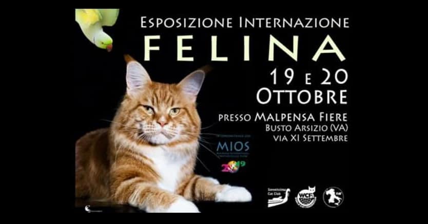 Expo felina Busto Arsizio Varese 2019