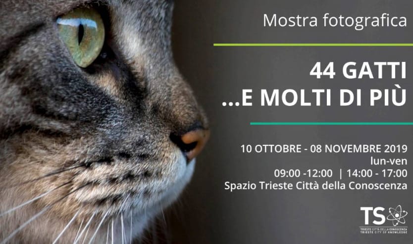 Mostra fotografica 44 gatti... e molti di più a Trieste