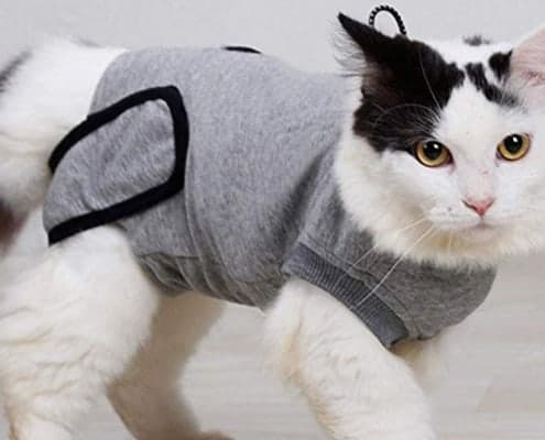 Vestiti per gatti e gattini vestiti ecco perché