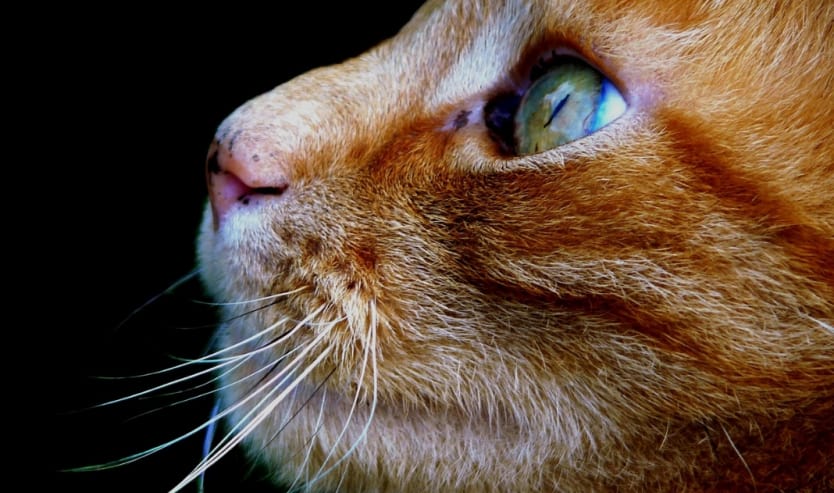 gatto arancione razza carattere maschio femmina nomi foto