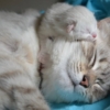 i gatti sognano il gatto dorme