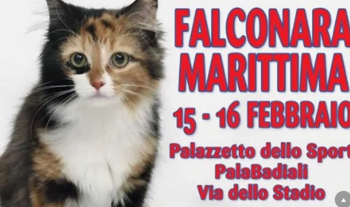 Expo felina Falconara Marittima 2020