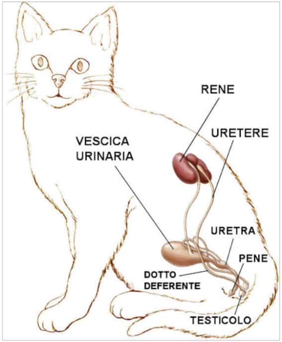 FLUDT basse vie urinarie gatto
