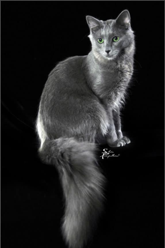 gatto oriental longhair - Foto Silvia Pampallona