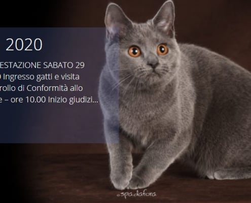 esposizione felina roma gattosa 2020