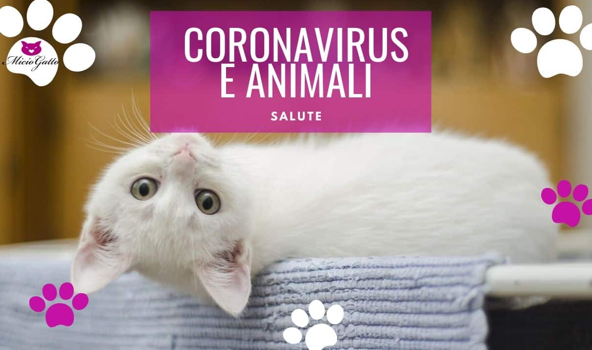coronavirus e animali domestici contagio
