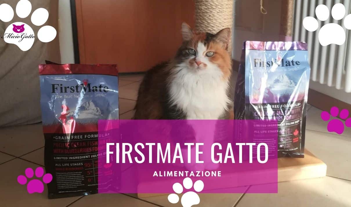 firstmate gatto