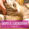 gatti dopo il lockdown covid coronavirus