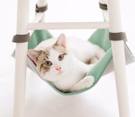 Amaca da sedia per gatti