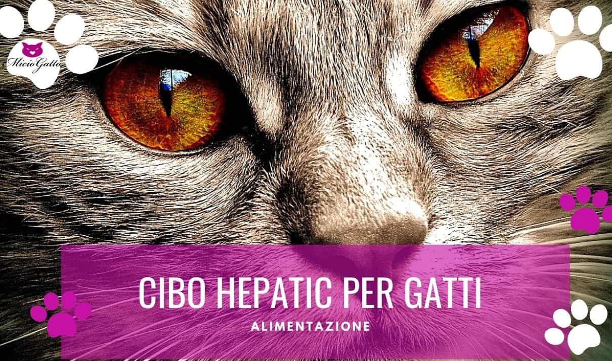 cibo hepatic gatto patologie fegato