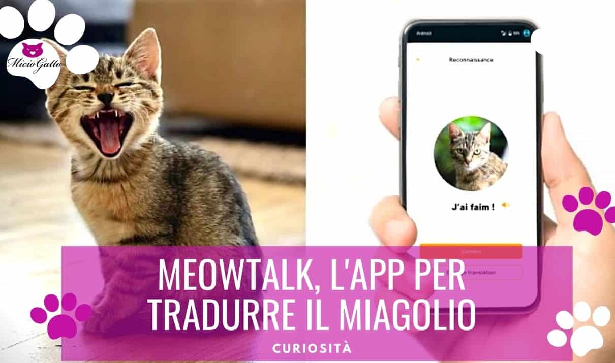 meowtalk app traduzione miagolio gatto