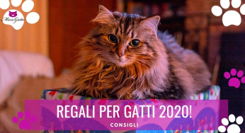 Regali per gatto, le novità 2020