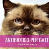 antibiotico per gatti consigli