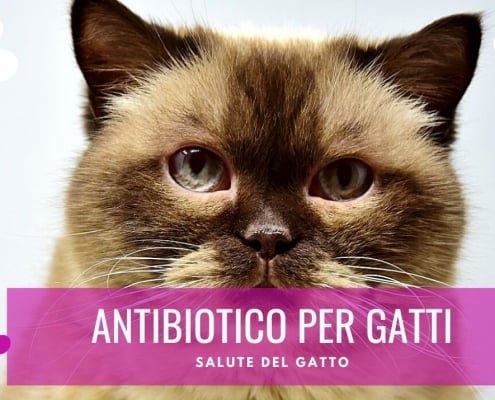 antibiotico per gatti consigli