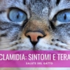 clamidia gattini clamidiosi gatto sintomi cura