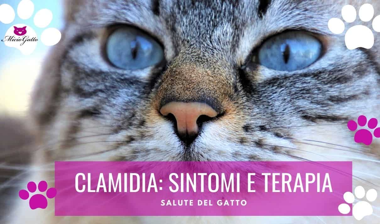 clamidia gattini clamidiosi gatto sintomi cura
