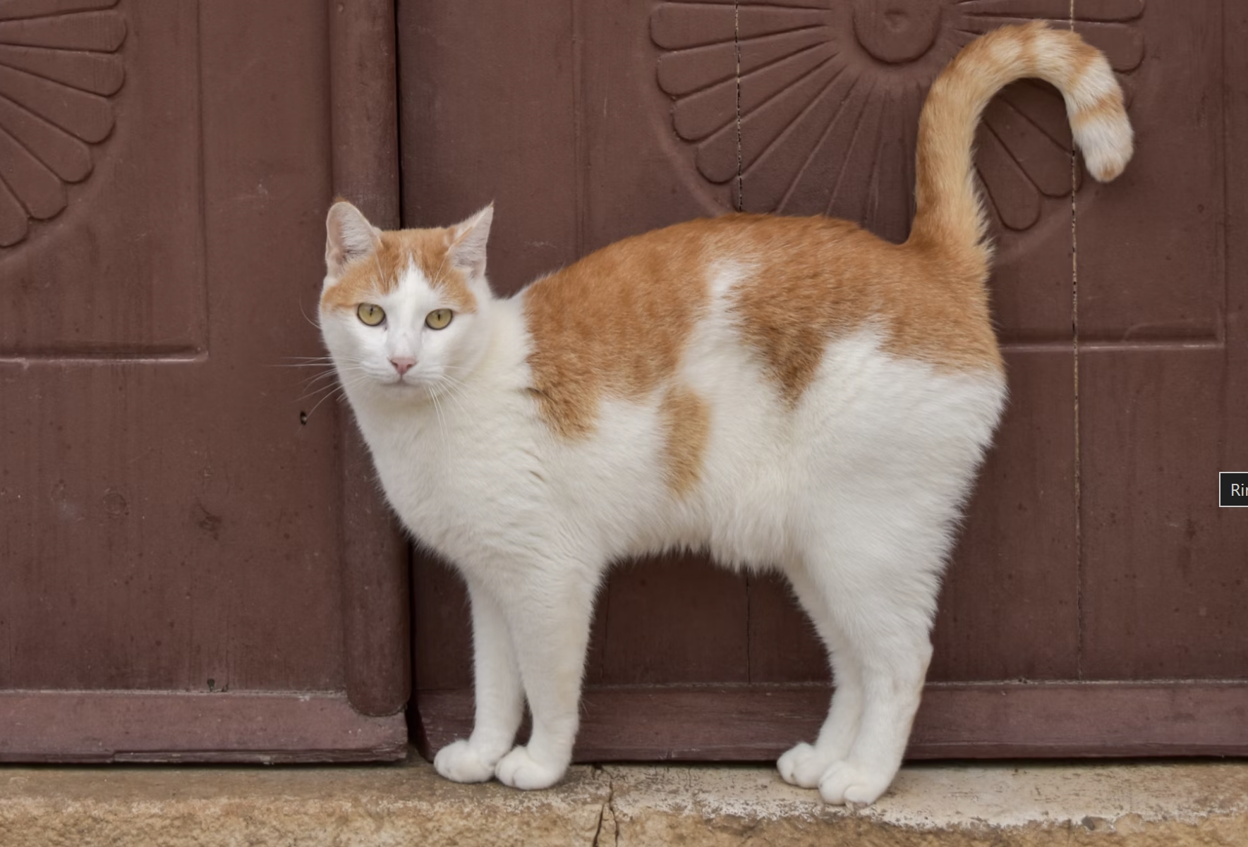mastocitoma cutaneo gatto