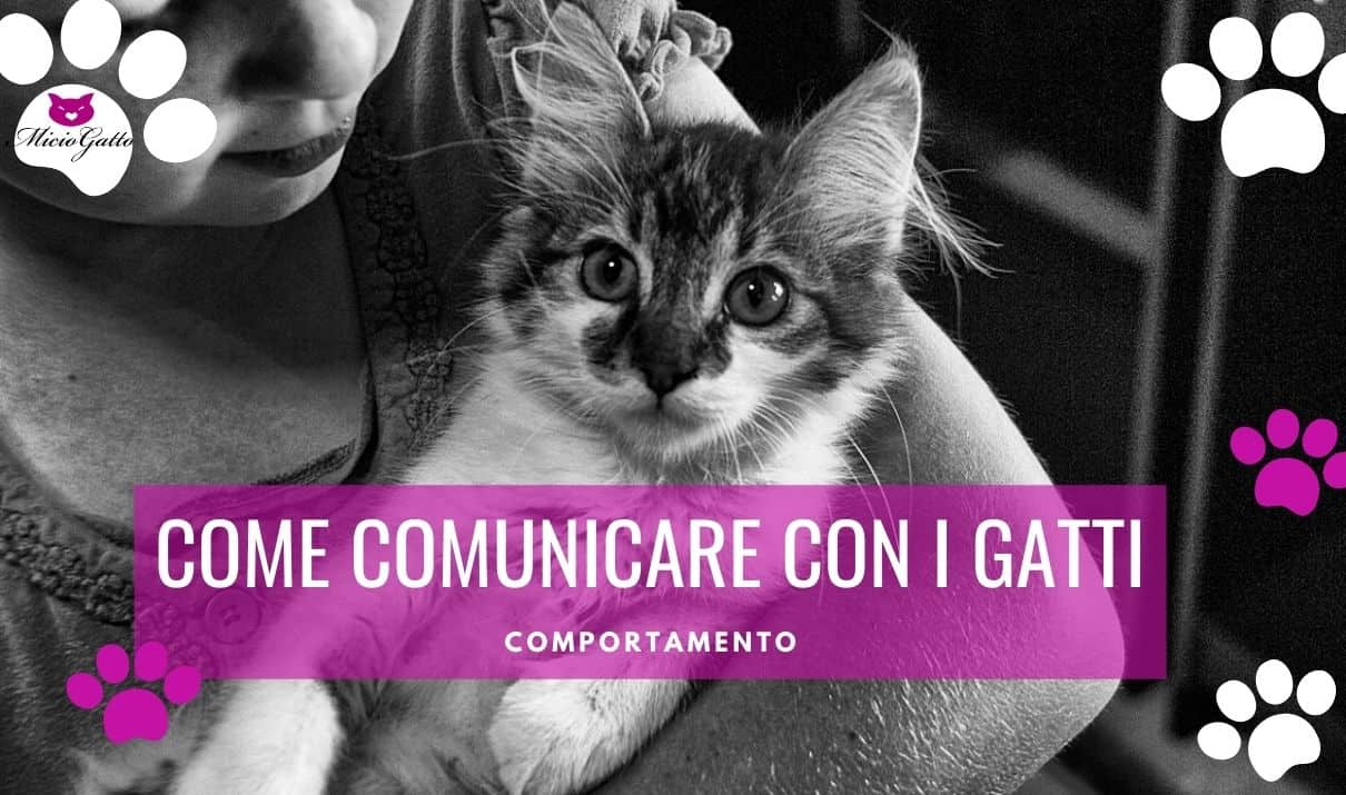 come comunicare con i gatti parlare al gatto