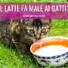 il latte fa male ai gatti senza lattosio gattini