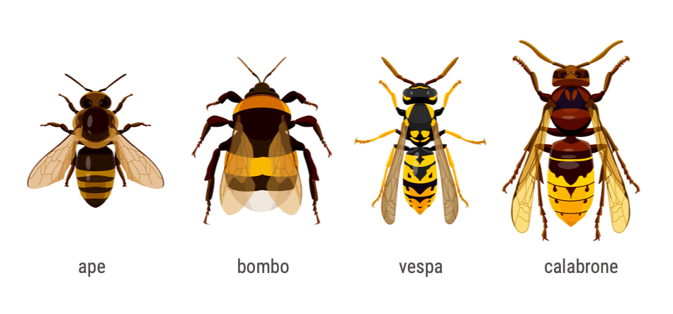 differenze tra ape vespa bombo e calabrone