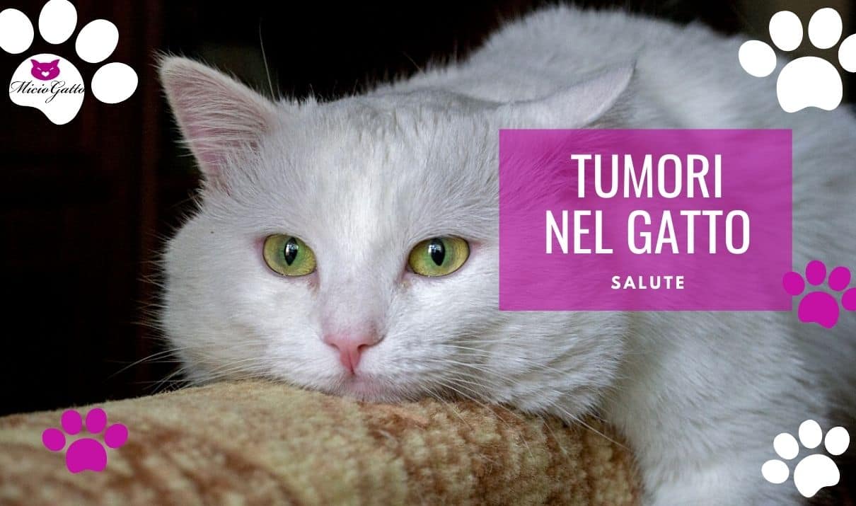 tumore gatto cancro gatti aspettative di vita sarcoma